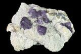 Purple Fluorite Crystals on Quartz - Fluorescent! #146663-2